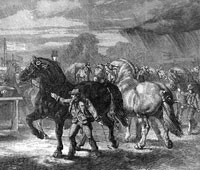 SUFFOLK CART HORSES AT THE EXHIBITION OF THE ROYAL AGRICULTURAL SOCIETY AT BURY ST. EDMUNDS.
Artist: Samuel Carter. 
DATE PUBLISHED 27 July 1867