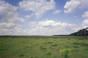 Horn Heath Suffolk. Picture from British Geological Survey website